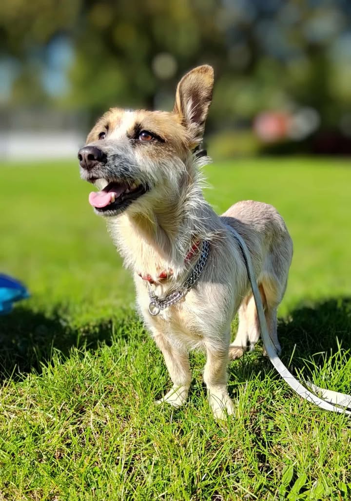 Kira – pies do adopcji w Schronisku w Lublinie, zdjęcie 1