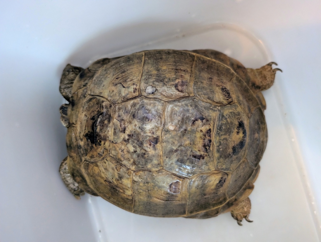Lubarta – testudo horsfieldii do adopcji w Schronisku w Lublinie, zdjęcie 1