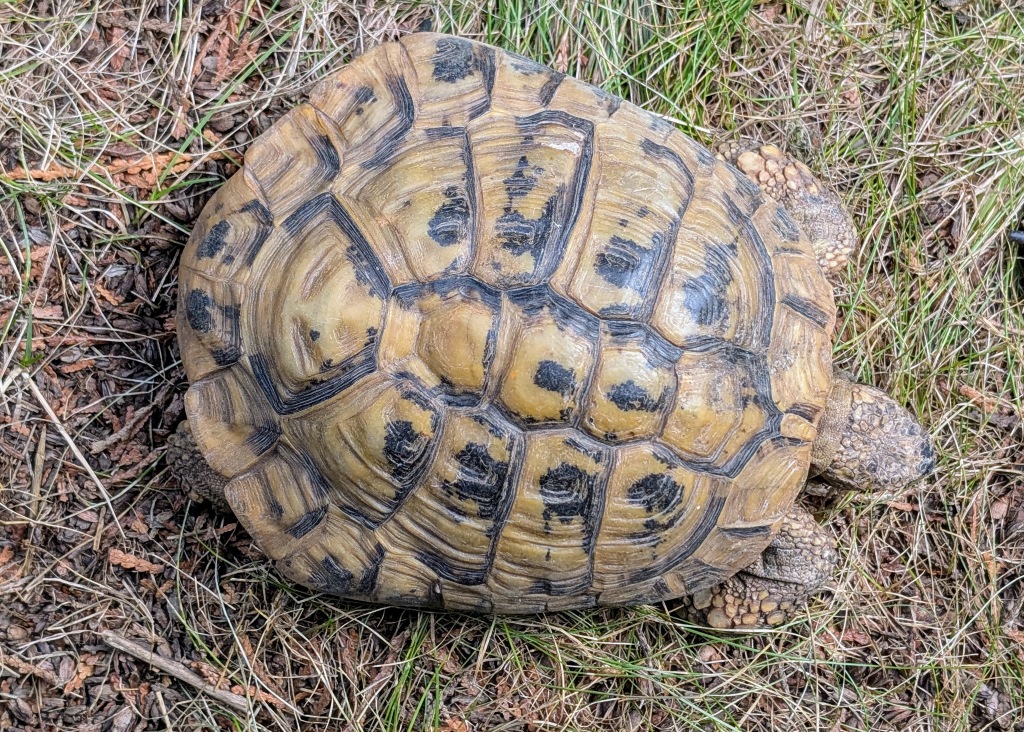 Greka – testudo hermanni do adopcji w Schronisku w Lublinie, zdjęcie 1