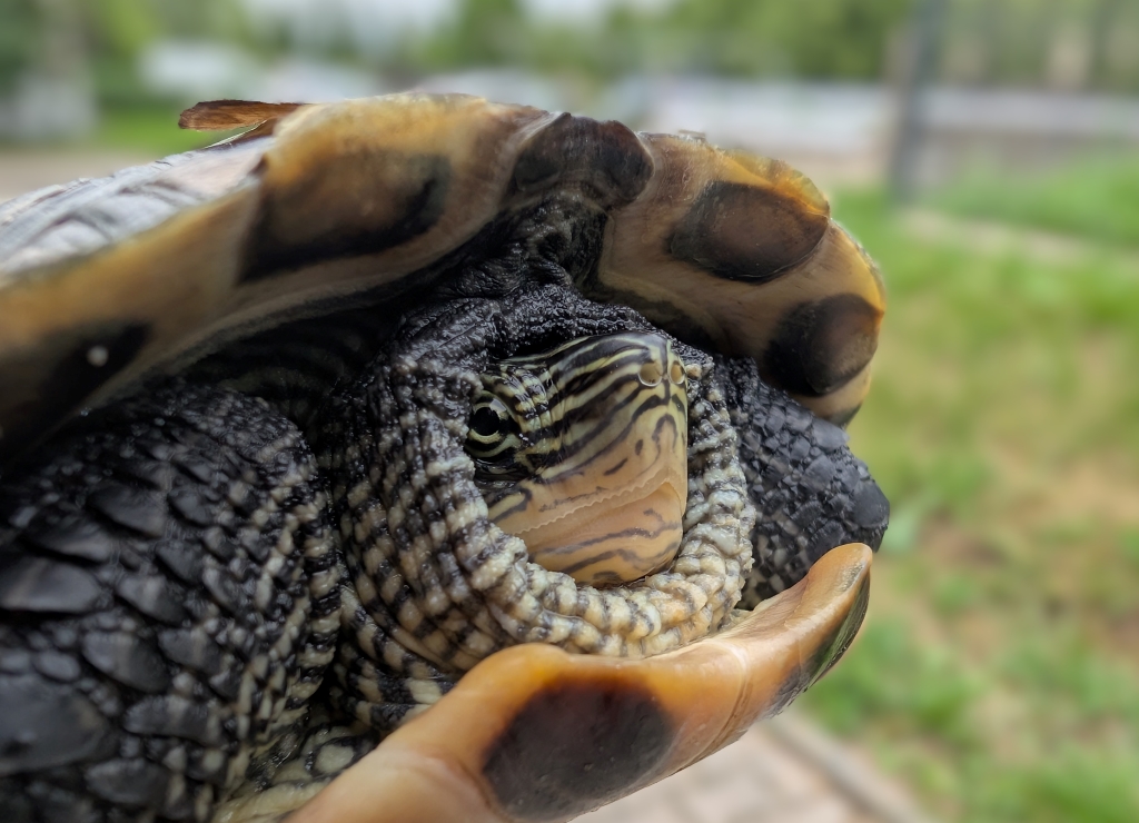 Kipiel – mauremys sinensis do adopcji w Schronisku w Lublinie, zdjęcie 1