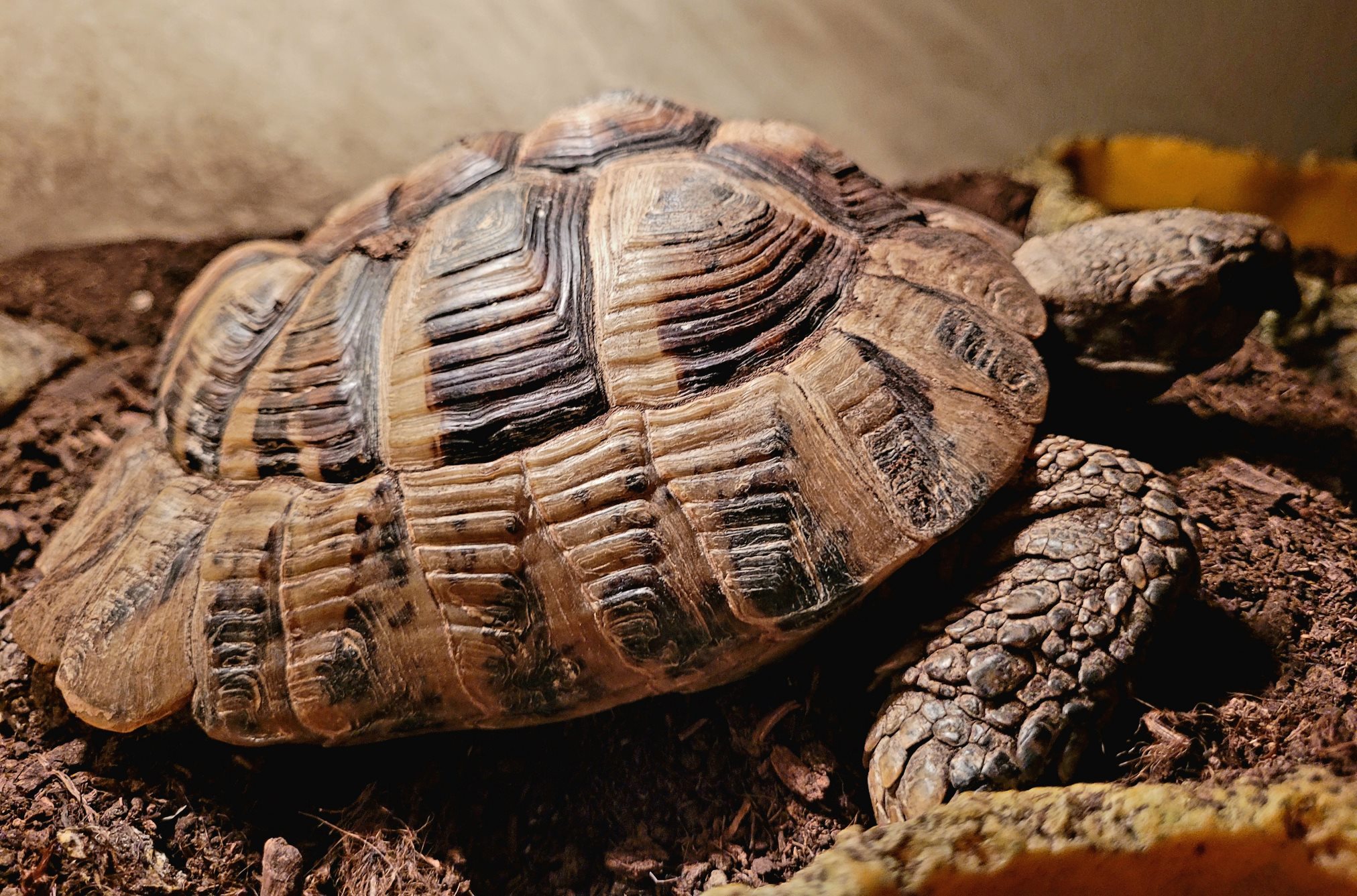 Stefi – testudo hermanni do adopcji w Schronisku w Lublinie, zdjęcie 1