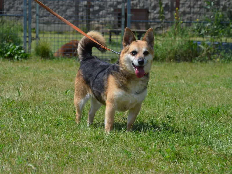 DŻIMI