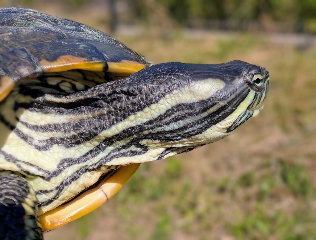 Venuss – trachemys venusta do adopcji w Schronisku w Lublinie, zdjęcie 1