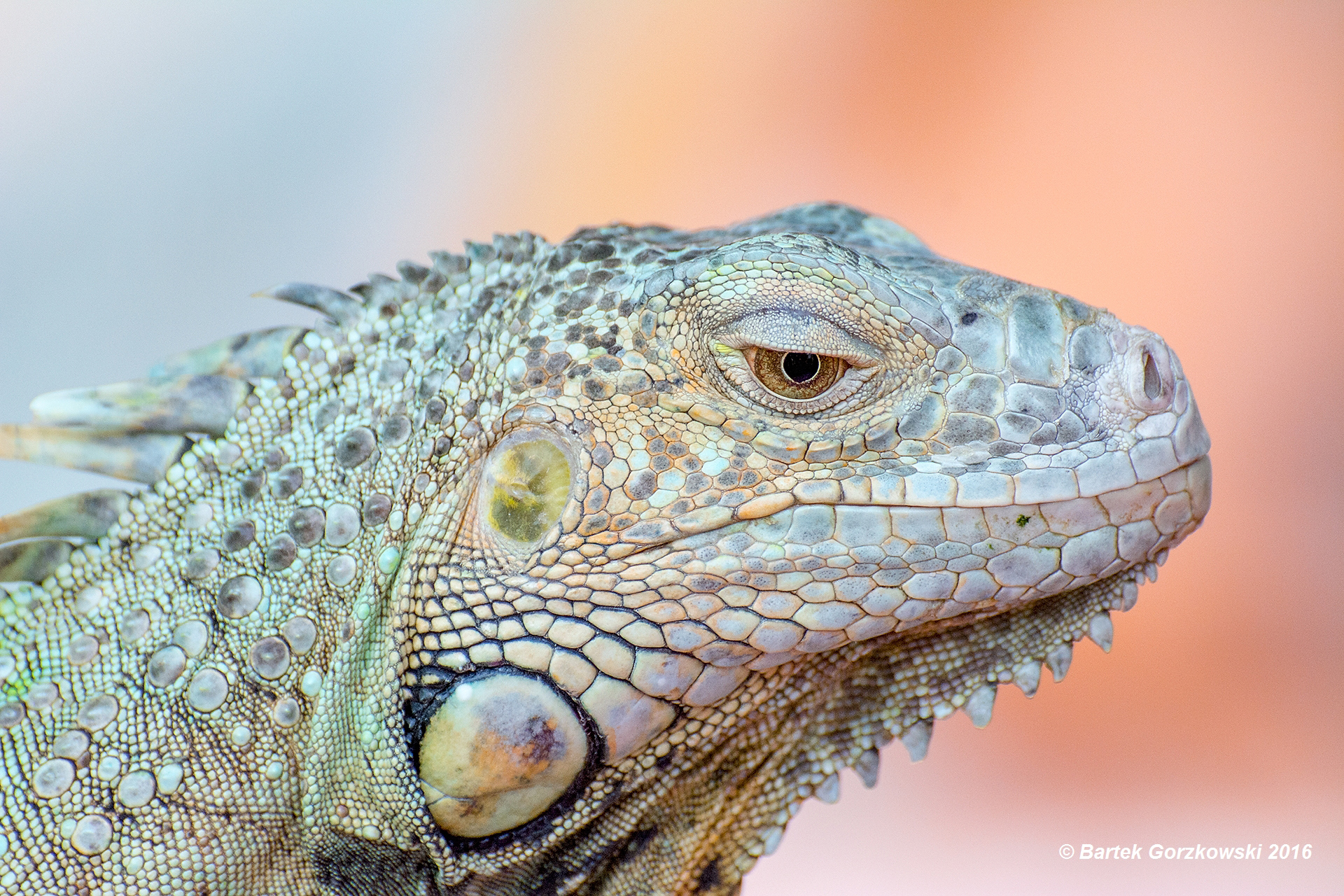 Ropniak – iguana iguana do adopcji w Schronisku w Lublinie, zdjęcie 1