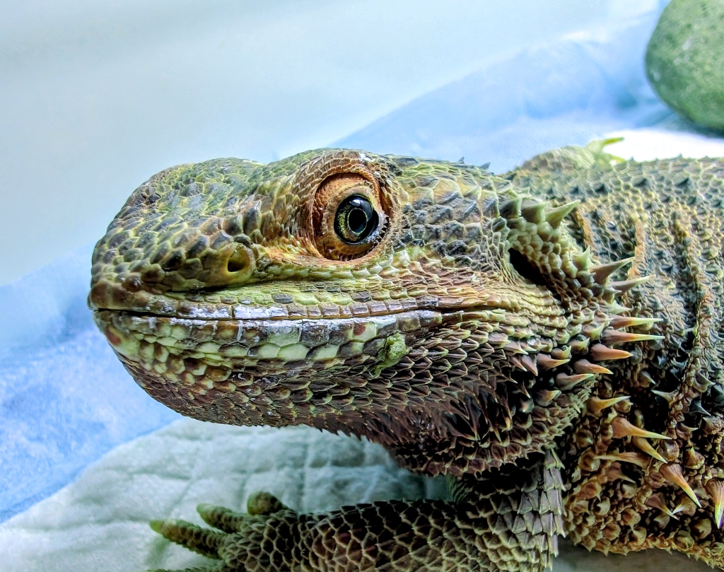 Gniezia – pogona vitticeps do adopcji w Schronisku w Lublinie, zdjęcie 1