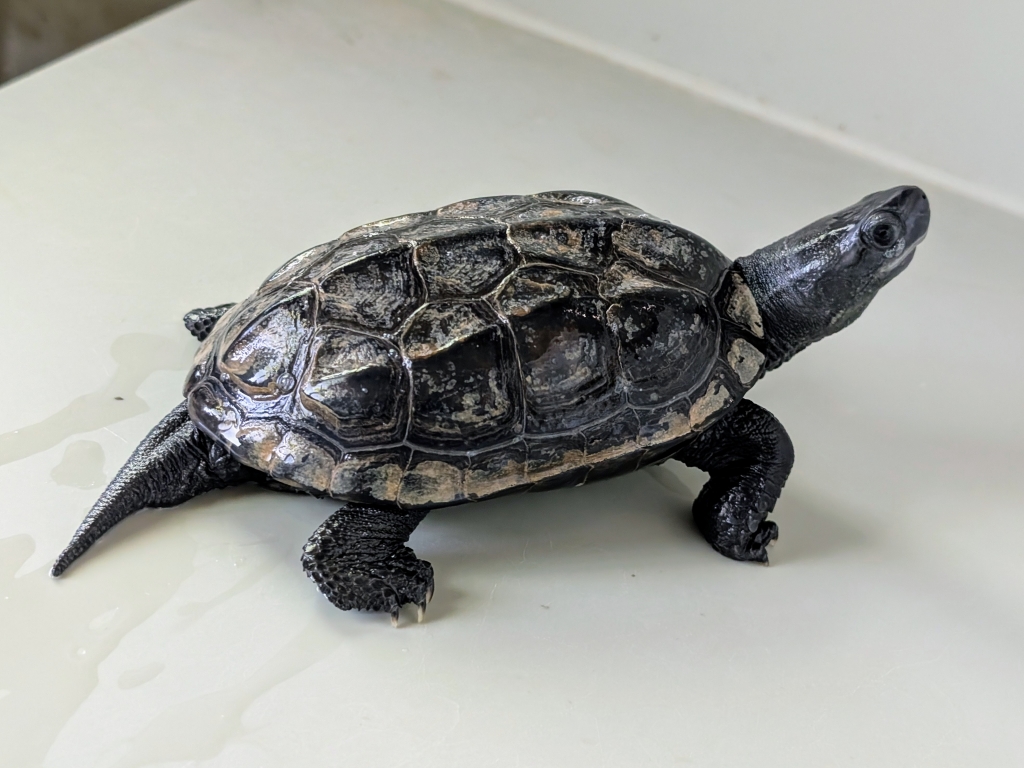 MałyRyc – mauremys reevesii do adopcji w Schronisku w Lublinie, zdjęcie 1