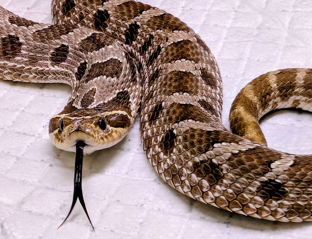 Oktan – heterodon nasicus do adopcji w Schronisku w Lublinie, zdjęcie 1