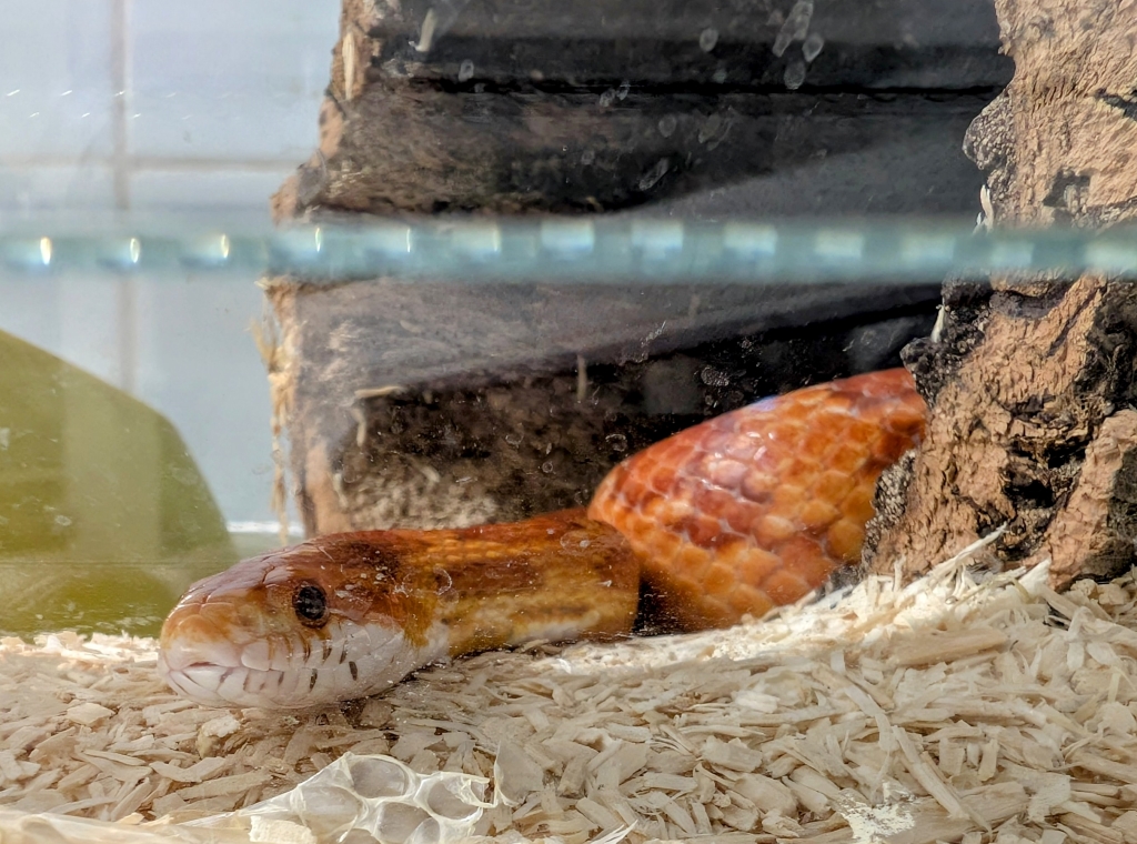 Dolniak – pantherophis guttatus do adopcji w Schronisku w Lublinie, zdjęcie 1