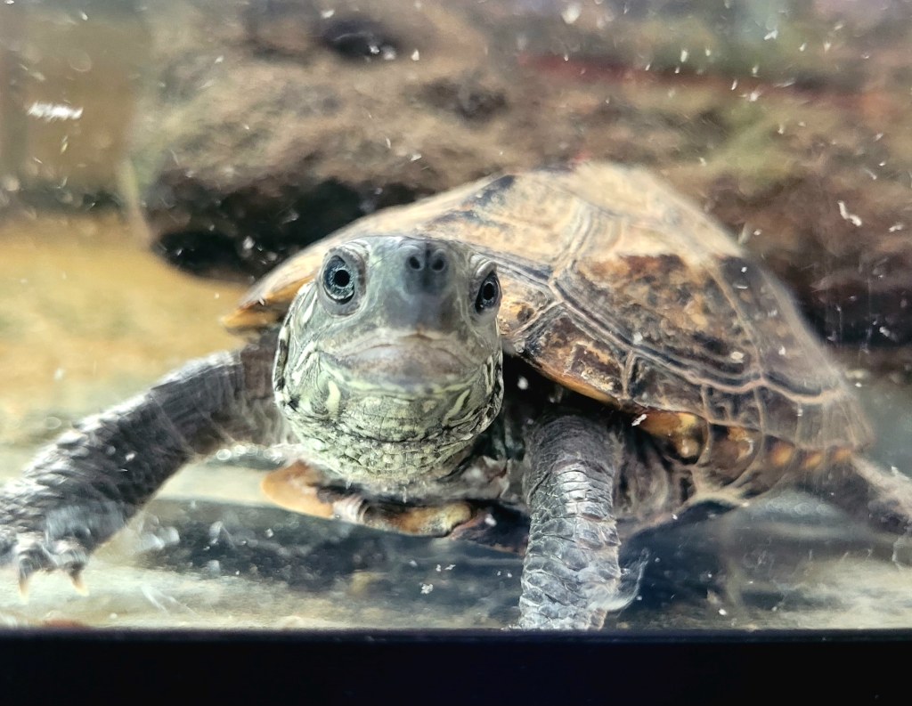 Bronno – mauremys reevesii do adopcji w Schronisku w Lublinie, zdjęcie 1