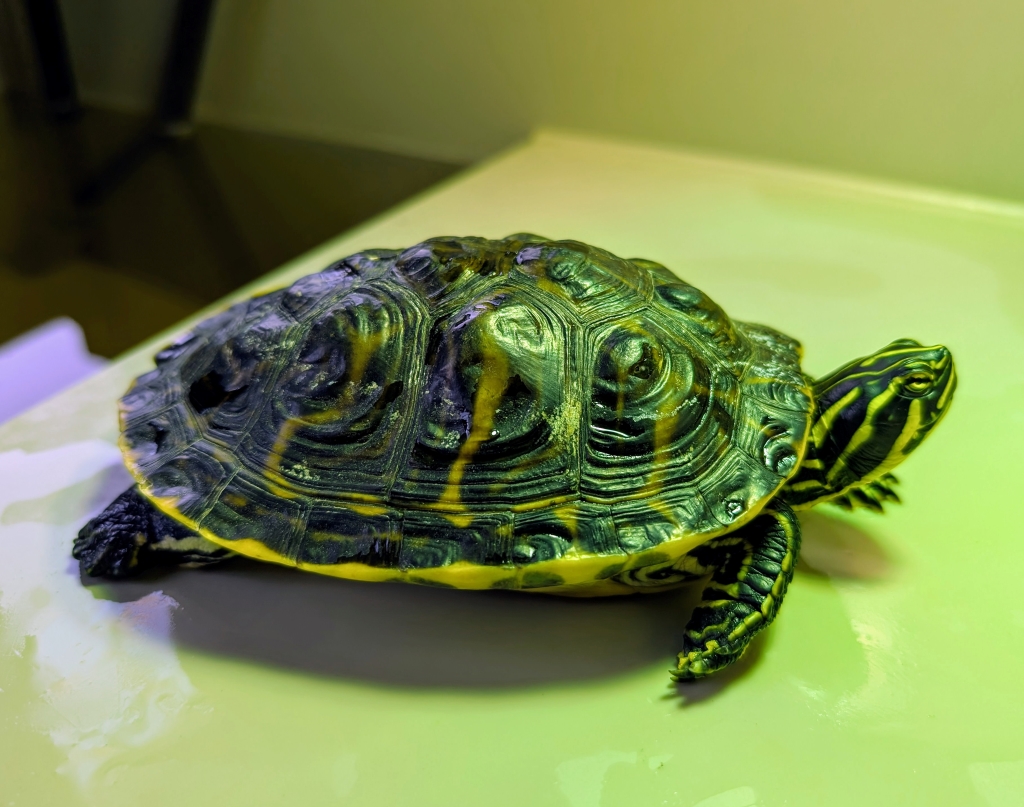 Bystrzak – pseudemys sp. do adopcji w Schronisku w Lublinie, zdjęcie 1