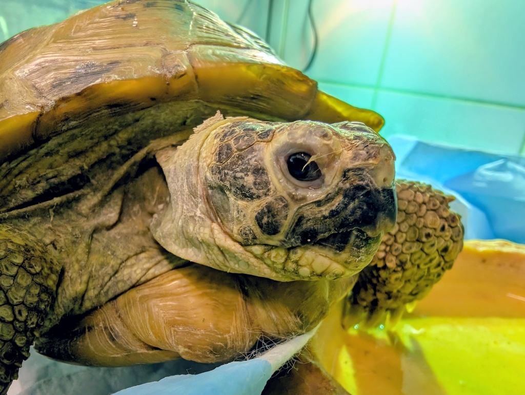 Zalewowa – testudo horsfieldii do adopcji w Schronisku w Lublinie, zdjęcie 1
