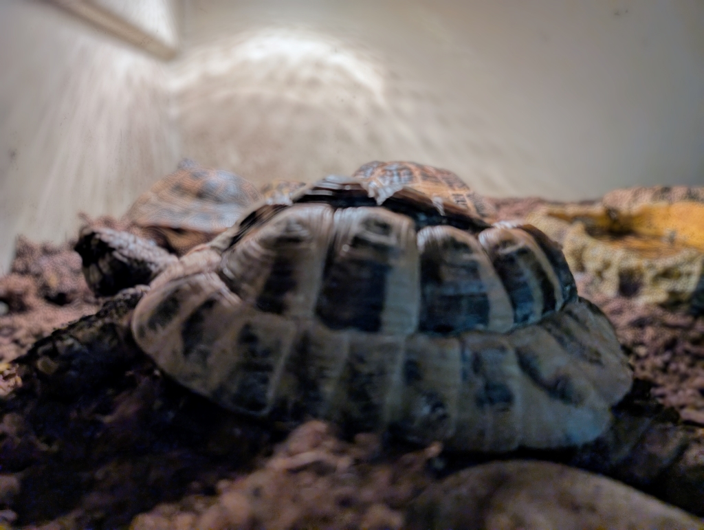 Grabowa – testudo hermanni do adopcji w Schronisku w Lublinie, zdjęcie 1