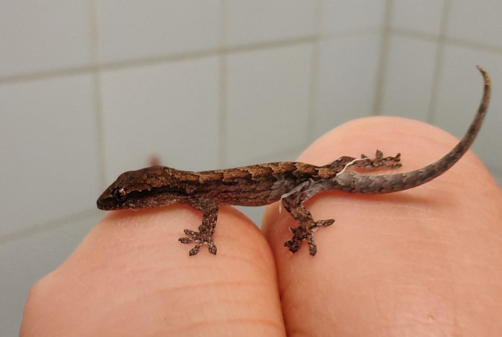 Lepido – lepidodactylus sp. do adopcji w Schronisku w Lublinie, zdjęcie 1