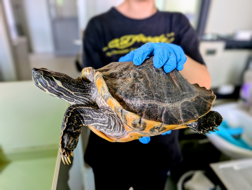 Czecha – pseudemys sp. do adopcji w Schronisku w Lublinie, zdjęcie 1