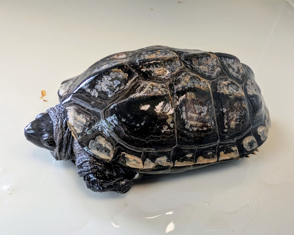 Li – mauremys reevesii do adopcji w Schronisku w Lublinie, zdjęcie 1