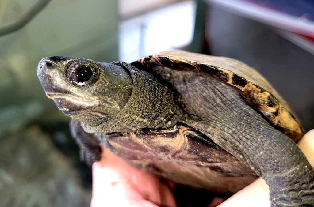 Kakad – mauremys reevesii do adopcji w Schronisku w Lublinie, zdjęcie 1