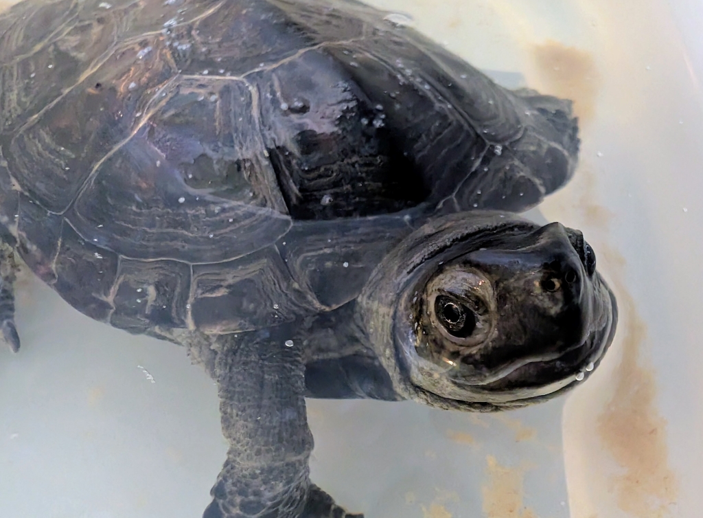 Czerniej – mauremys reevesii do adopcji w Schronisku w Lublinie, zdjęcie 1