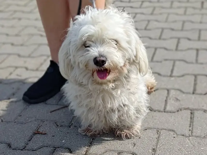 DŻEKI