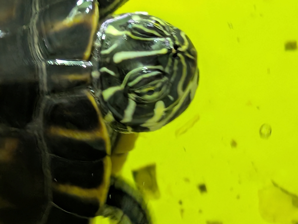 Krass – pseudemys sp. do adopcji w Schronisku w Lublinie, zdjęcie 1