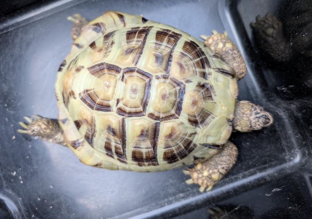 Sasski – testudo hermanni do adopcji w Schronisku w Lublinie, zdjęcie 1
