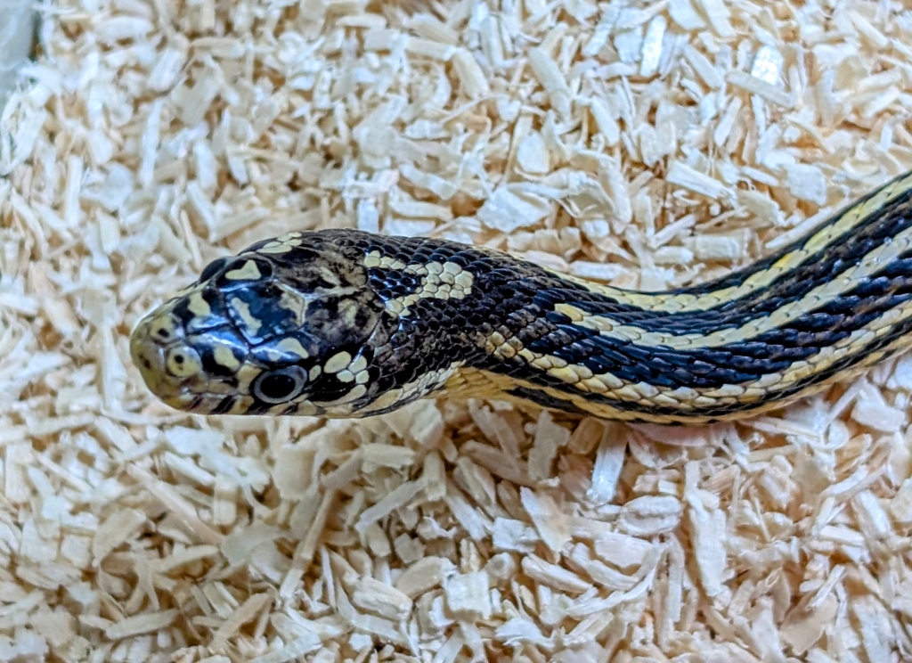 Pruss – hybryda l. getula x p. guttatus do adopcji w Schronisku w Lublinie, zdjęcie 1
