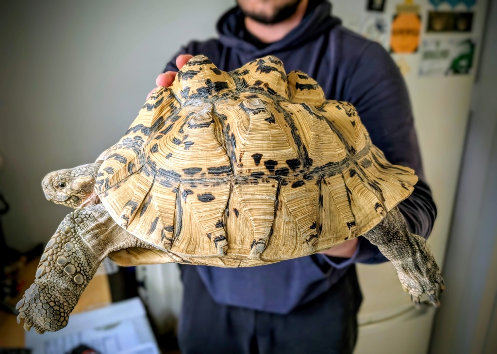 Mikrus – stigmochelys pardalis do adopcji w Schronisku w Lublinie, zdjęcie 1
