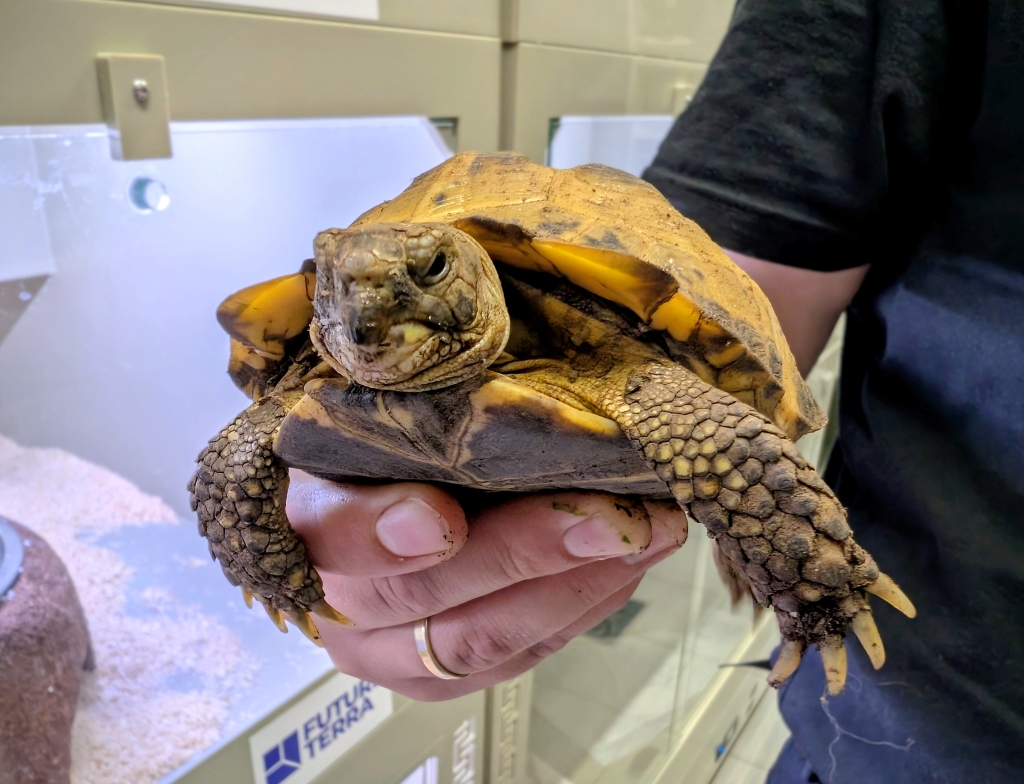 Fabrini – testudo horsfieldii do adopcji w Schronisku w Lublinie, zdjęcie 1