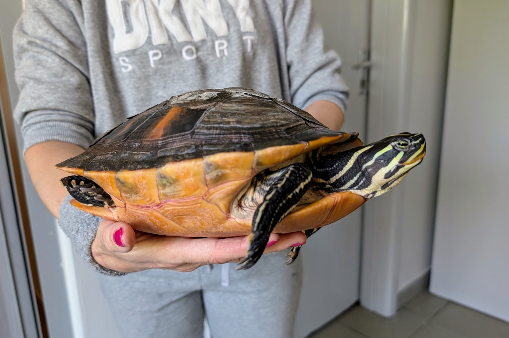 Kruszyna – pseudemys sp. do adopcji w Schronisku w Lublinie, zdjęcie 1