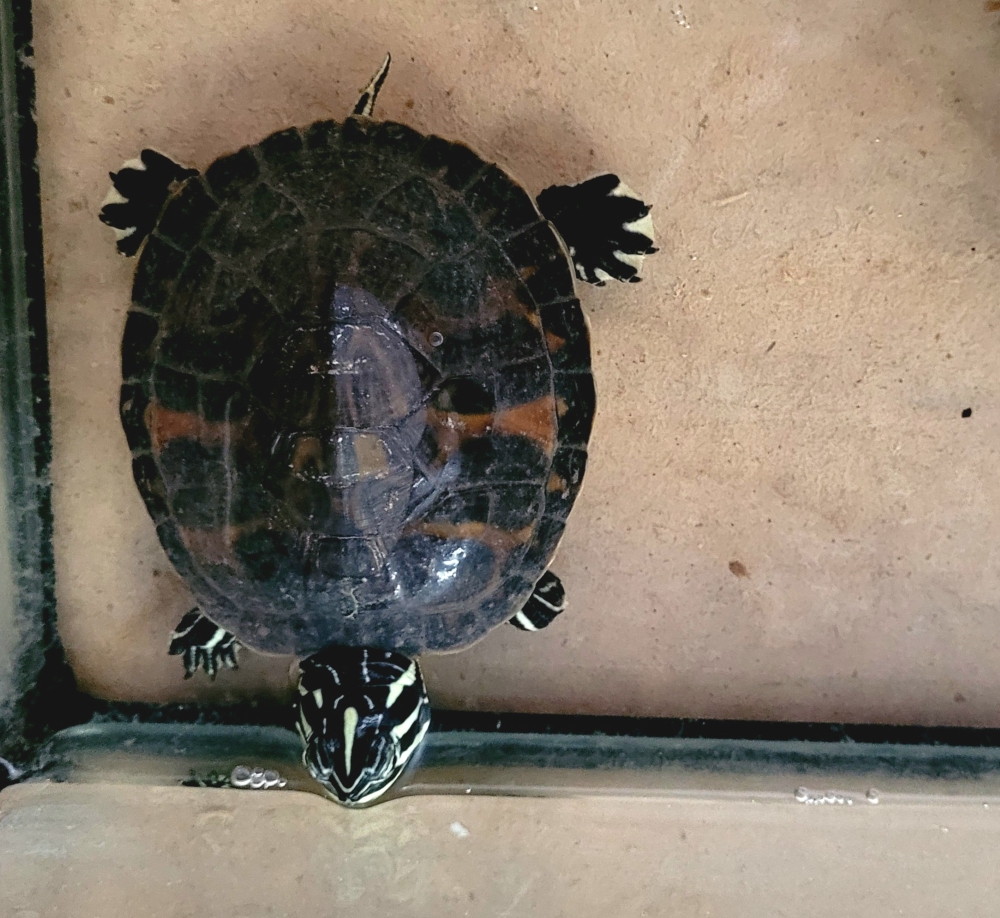 Dzierża – pseudemys sp. do adopcji w Schronisku w Lublinie, zdjęcie 1