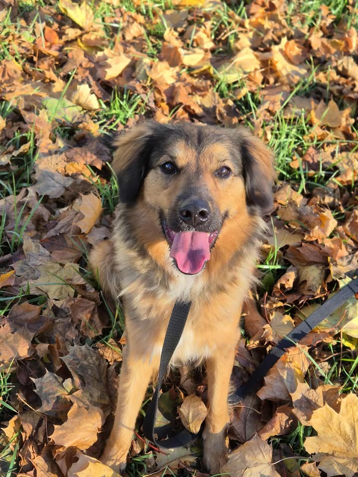 LUNA – pies do adopcji w Schronisku w Lublinie, zdjęcie 1