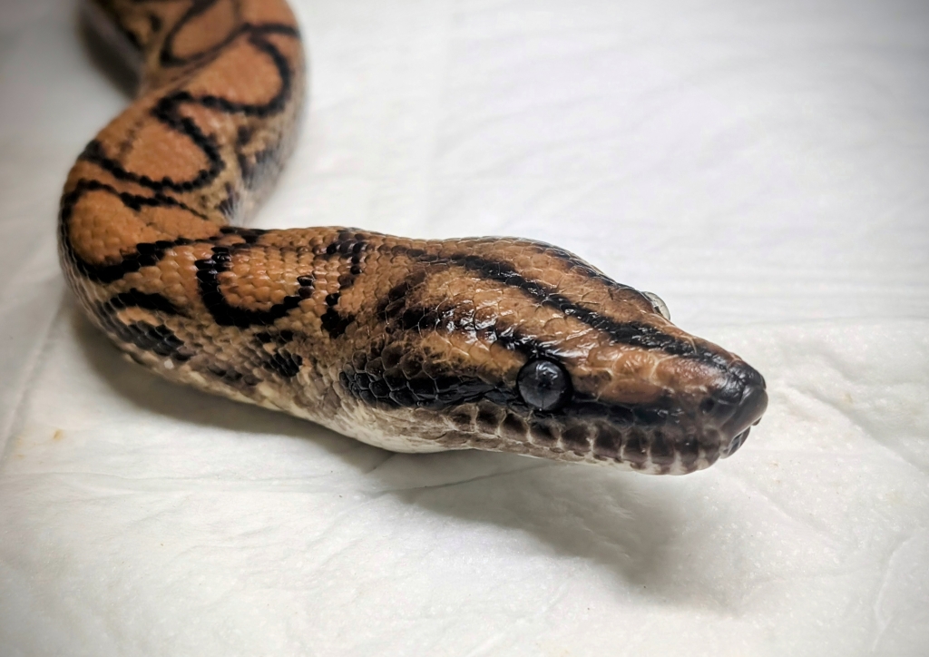 Tymian – epicrates cenchria do adopcji w Schronisku w Lublinie, zdjęcie 1