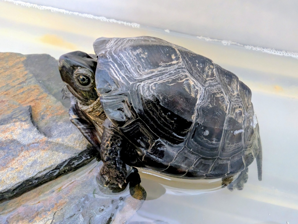 Chin26 – mauremys reevesii do adopcji w Schronisku w Lublinie, zdjęcie 1